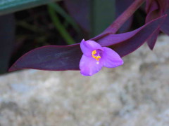 Tradescantia púrpura/Purple heart