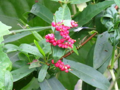 Zarzaparrilla colorada/Muehlenbeckia sagittifolia