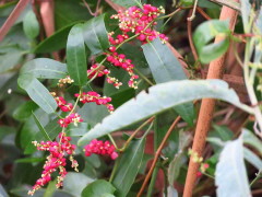 Zarzaparrilla colorada/Muehlenbeckia sagittifolia