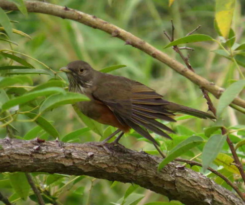 Zorzal colorado/Rufous-bellied thrush