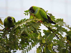 Ñanday/Black-hooded Parakeet