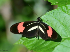 Almendra común/Banded Longwing