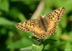 Hortensia/Southern Fritillary