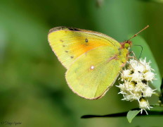 Isoca de la alfalfa/Lesbia Sulphur