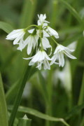 Ajo salvaje/Three-cornered garlic