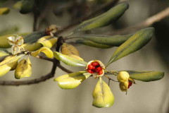 Azarero/Japanese pittosporum