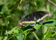 Borde de oro/Polydamas Swallowtail