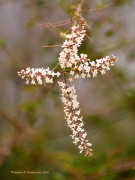 Cedrón del monte/White brush