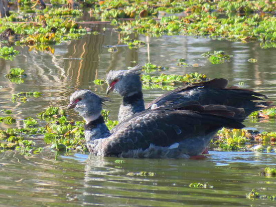 Chajá/Southern Screamer