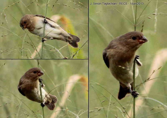 Corbatita overo/Lined Seedeater