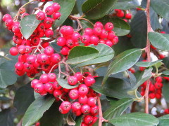 Cotoneaster