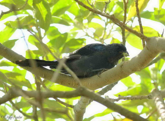 Frutero azul/Diademed Tanager