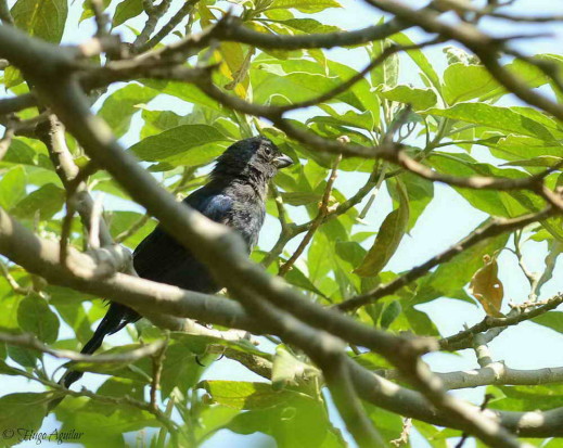 Frutero azul/Diademed Tanager