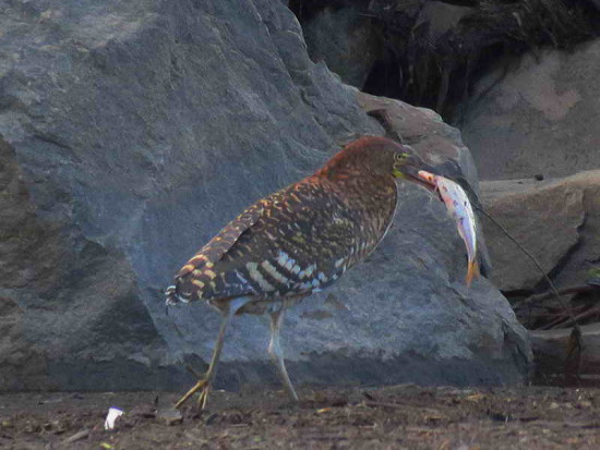 Hocó colorado/Rufescent Tiger-Heron