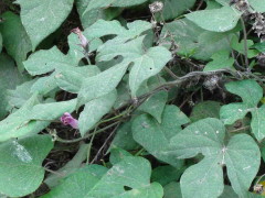 Ipomoea bonariensis/Buenos Aires morning glory