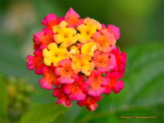 Lantana