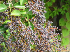 Ligustrina/Chinese privet