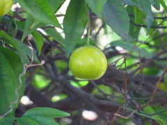 Mandarina/mandarin tree