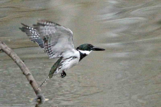 Martín pescador mediano/Amazon Kingfisher