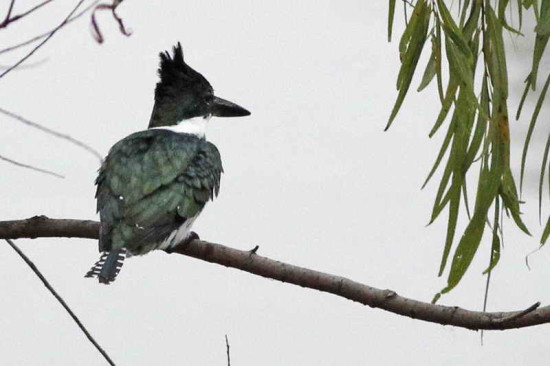 Martín pescador mediano/Amazon Kingfisher