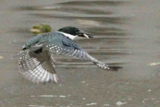 Martín pescador mediano/Amazon Kingfisher