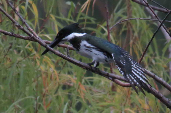 Martín pescador mediano/Amazon Kingfisher