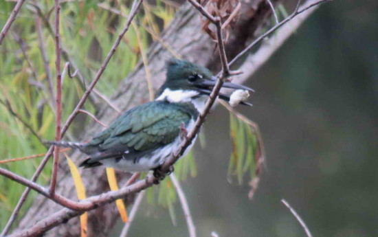 Martín pescador mediano/Amazon Kingfisher