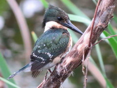 Martín pescador chico/Green Kingfisher