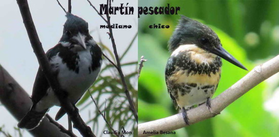 M. pesc chico y mediano/Green and Amazon K