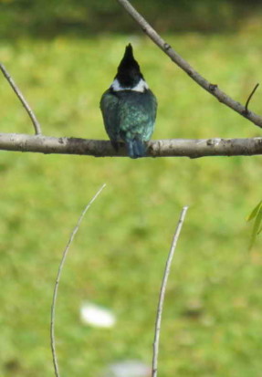 Martín pescador medianto/Amazon Kingfisher