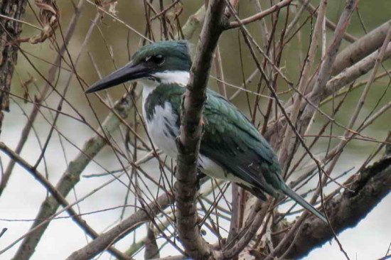 Martín pescador medianto/Amazon Kingfisher