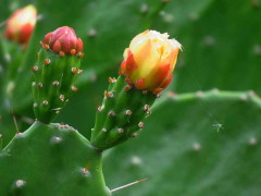 opuntia