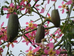 Palo borracho/Silk floss tree