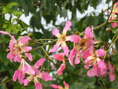 Palo borracho/Silk floss tree