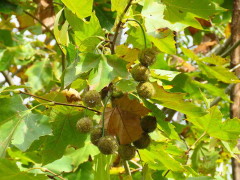 Plátano/London plane