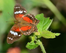 Princesa roja/Red Peacock