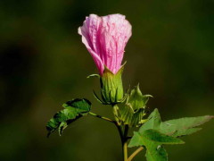 Rosa del río/Striped rosemallow