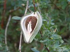 Tasi/Common moth vine