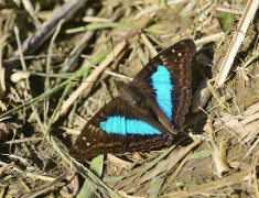 Zafiro común/Laurentia Emperor