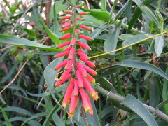 Aloe trepador/Climbing aloe