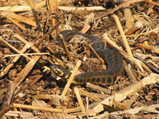 Culebra acuática overa/Colubroidean snake