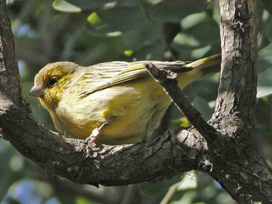 Canario/Canary