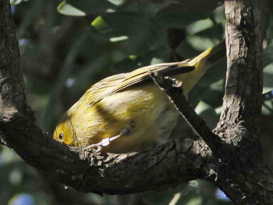 Canario/Canary