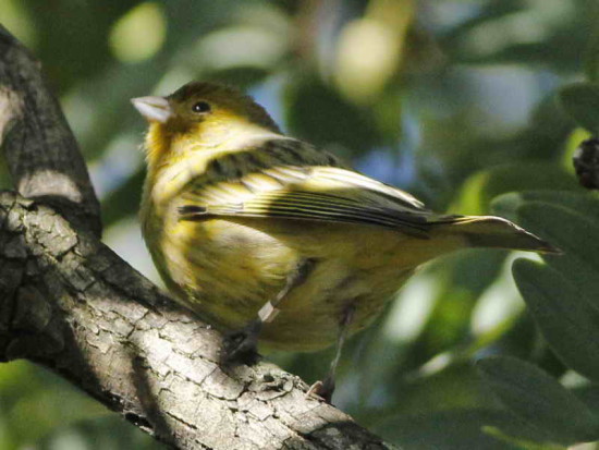 Canario/Canary