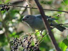 Celestino/Sayaca Tanager