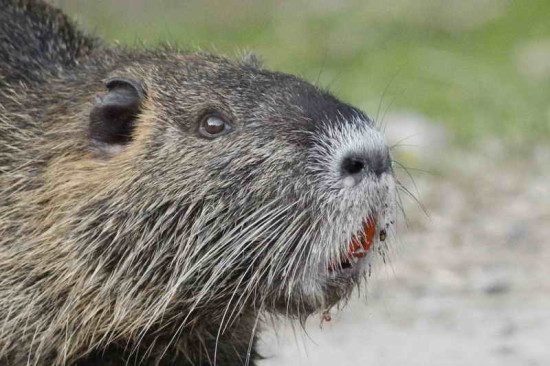 Coipo/Coypu