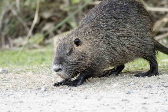 Coipo/Coypu