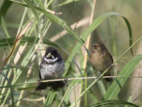 Corbatita común/Double-collared Seedeater