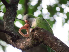 Cotorra/Monk Parakeet