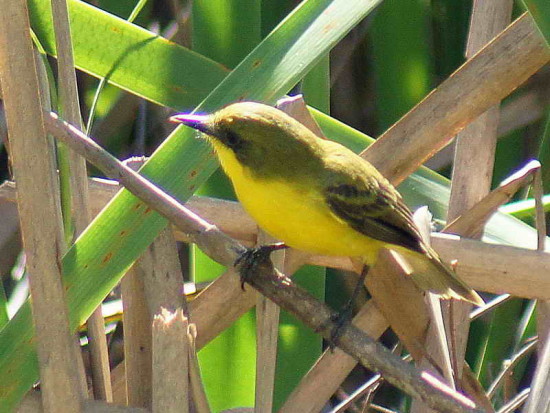 Doradito oliváceo/Subtropical Doradito